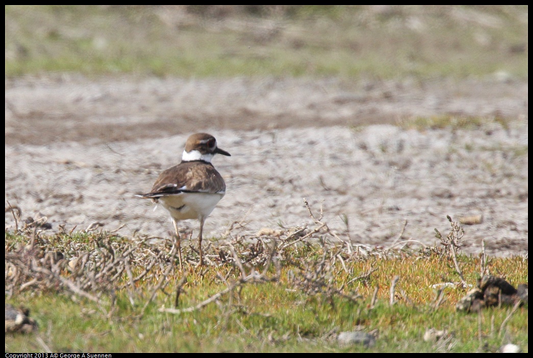 0216-131826-01.jpg - Killdeer