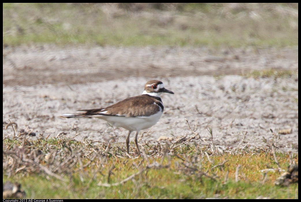 0216-131831-01.jpg - Killdeer