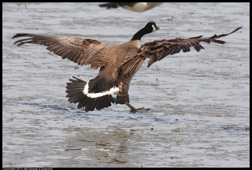 0216-132117-01.jpg - Canada Goose