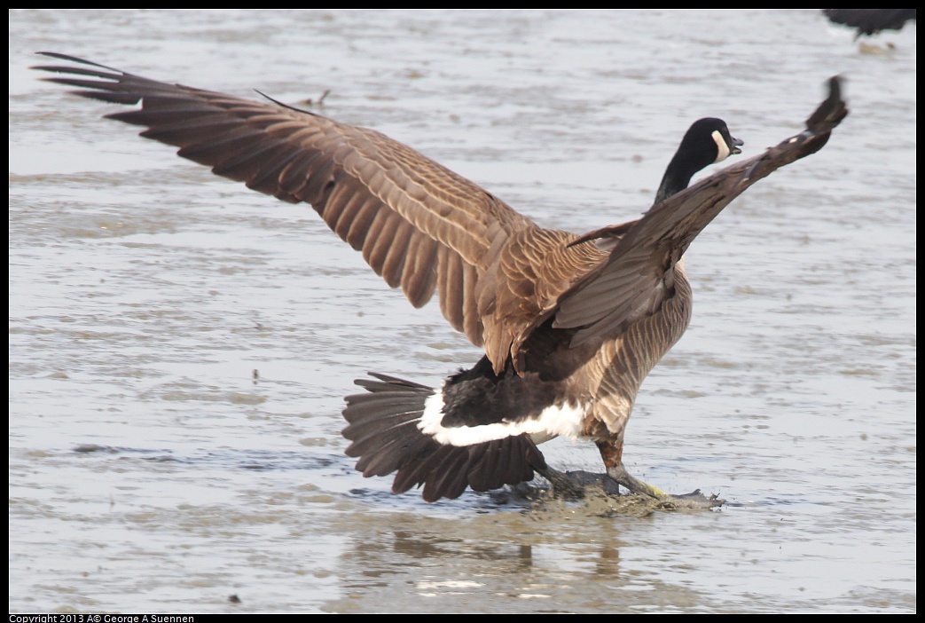 0216-132117-02.jpg - Canada Goose