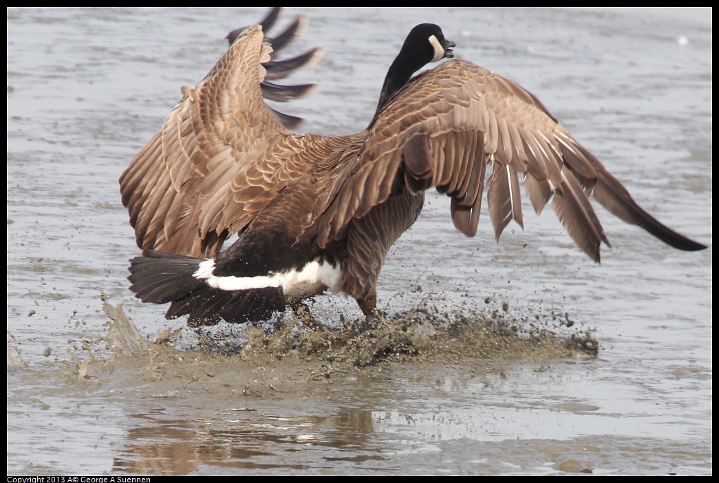 0216-132117-03.jpg - Canada Goose