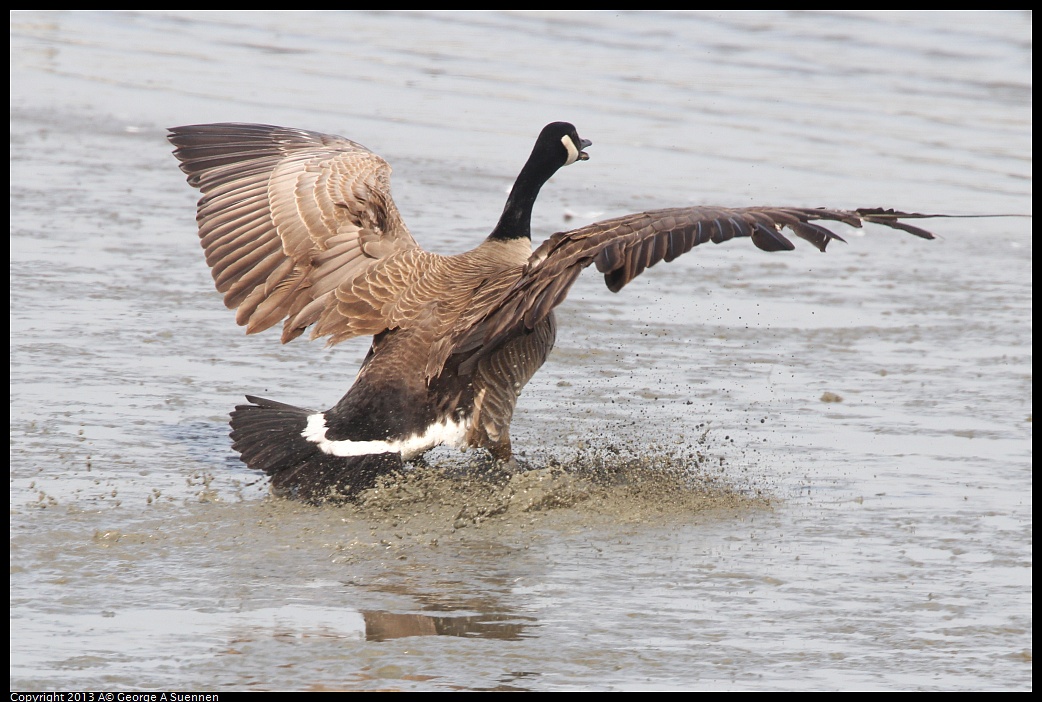 0216-132117-04.jpg - Canada Goose