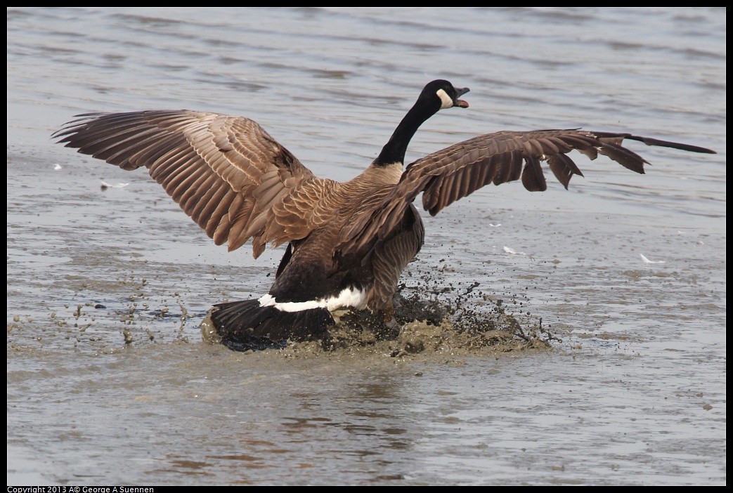 0216-132118-01.jpg - Canada Goose