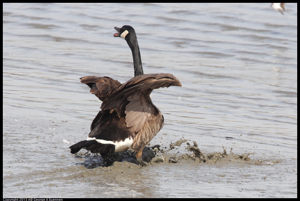 0216-132118-04.jpg - Canada Goose