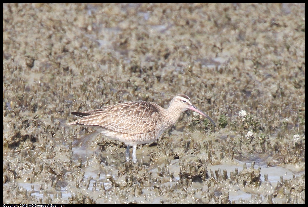 0216-132258-02.jpg - Whimbrel