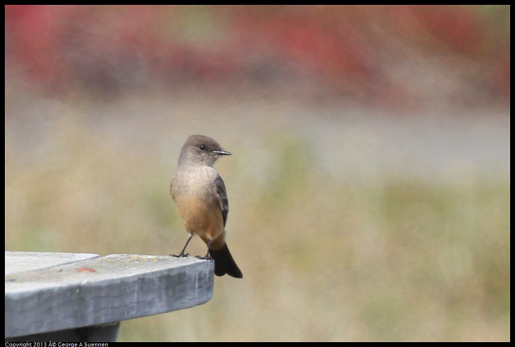 0216-132313-01.jpg - Say's Phoebe