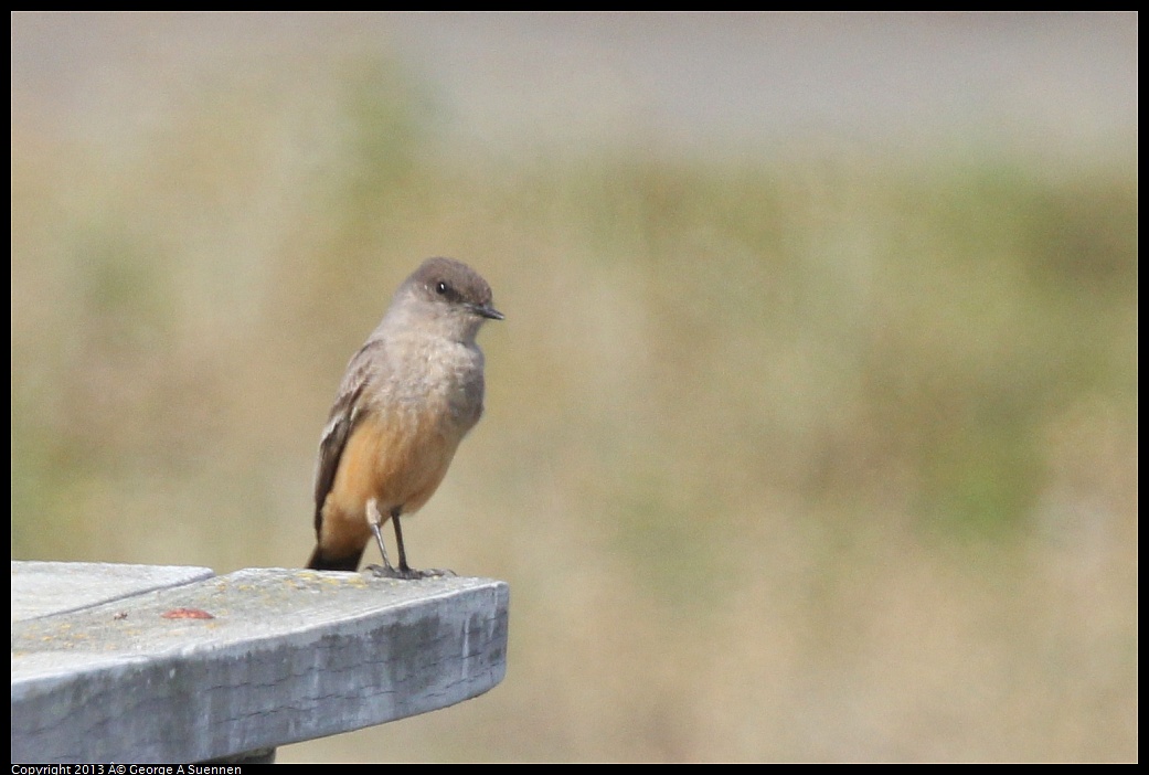 0216-132341-01.jpg - Say's Phoebe