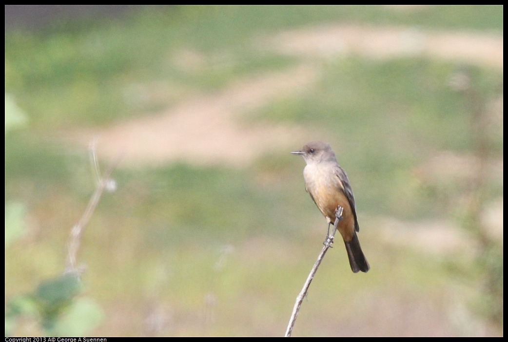 0216-132518-01.jpg - Say's Phoebe