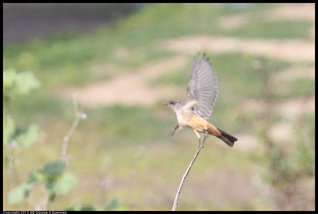 0216-132518-02.jpg - Say's Phoebe