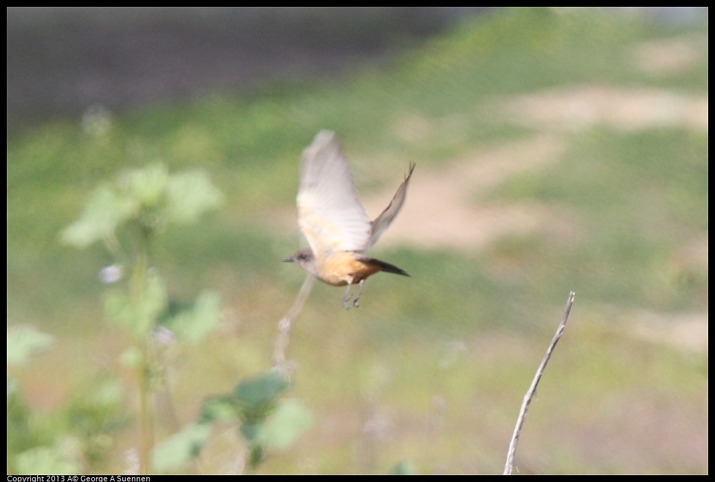 0216-132518-03.jpg - Say's Phoebe