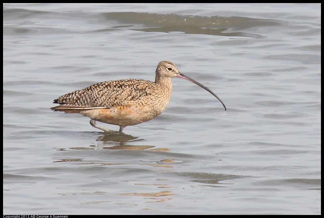 0216-132544-01.jpg - Long-billed Curlew