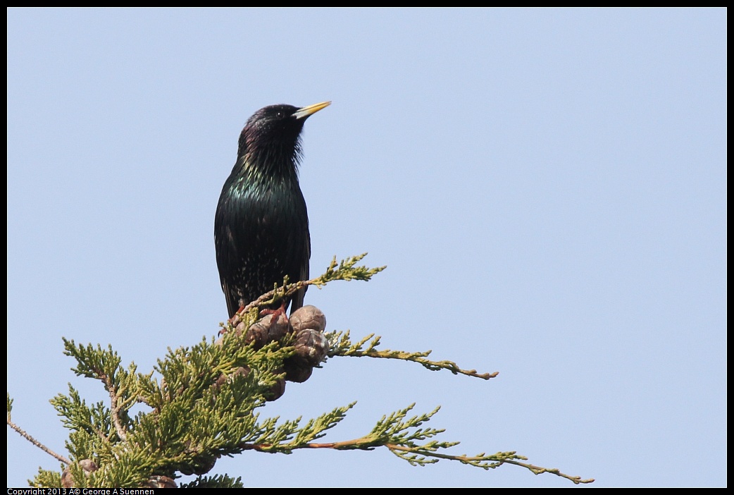 0216-132814-04.jpg - European Starling