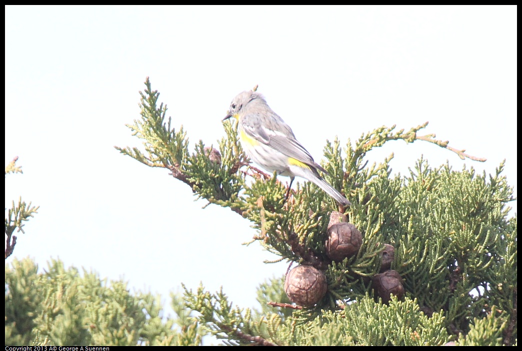 0216-132821-02.jpg - Yellow-rumped Warbler