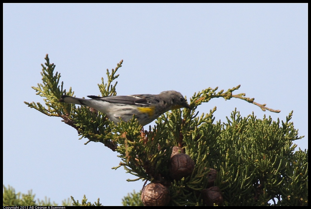 0216-132824-03.jpg - Yellow-rumped Warbler