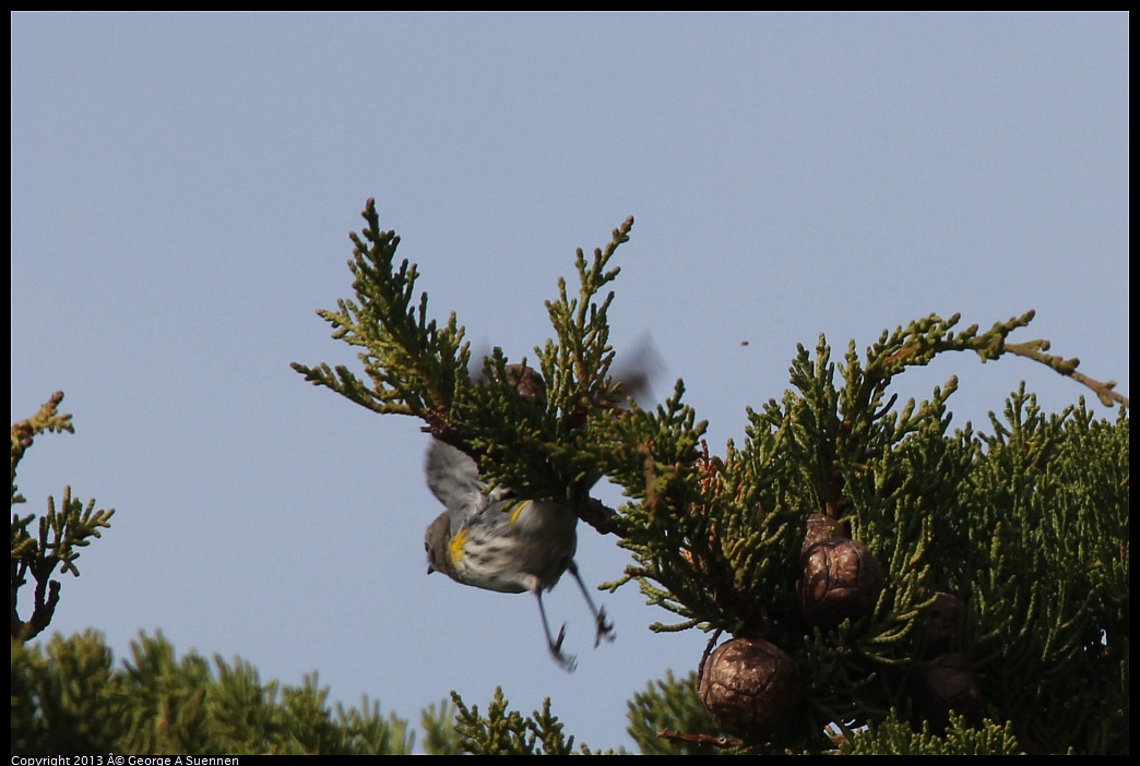 0216-132829-02.jpg - Yellow-rumped Warbler