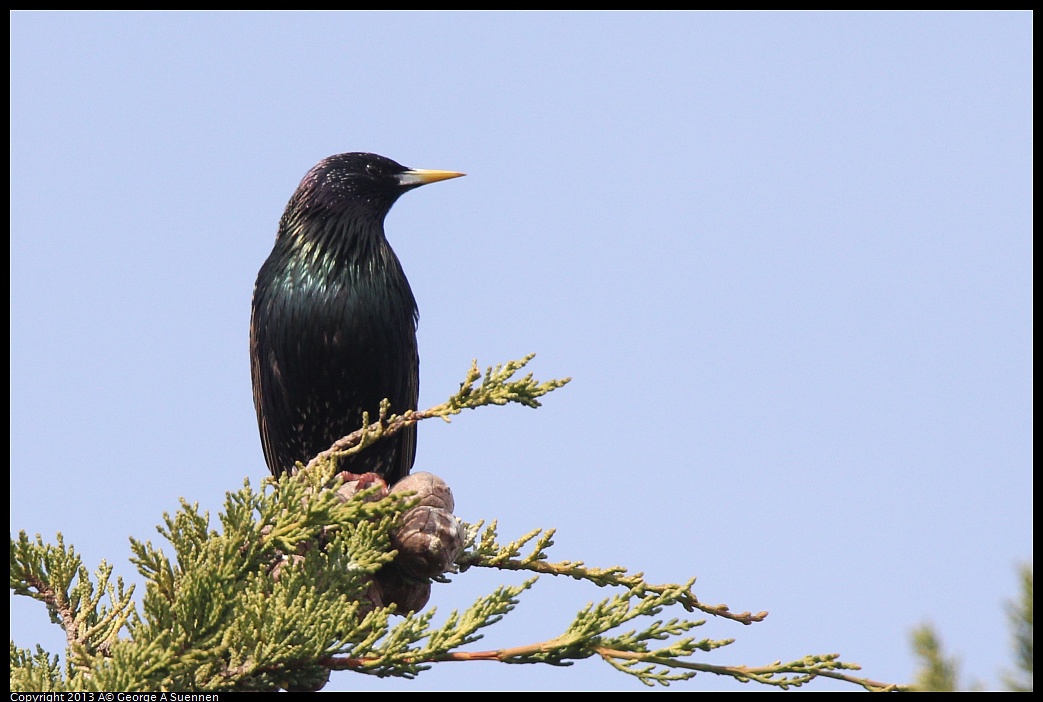 0216-132852-01.jpg - European Starling