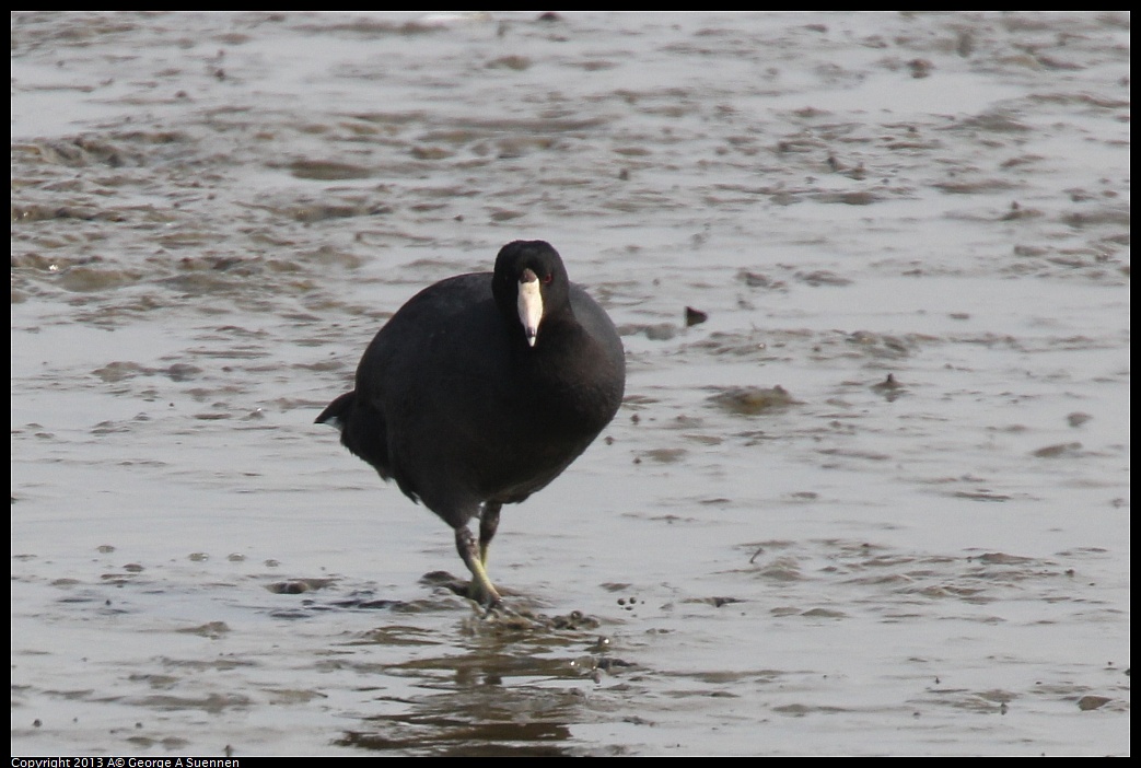 0216-132940-03.jpg - American Coot