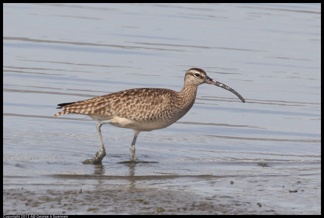 0216-133235-04.jpg - Whimbrel