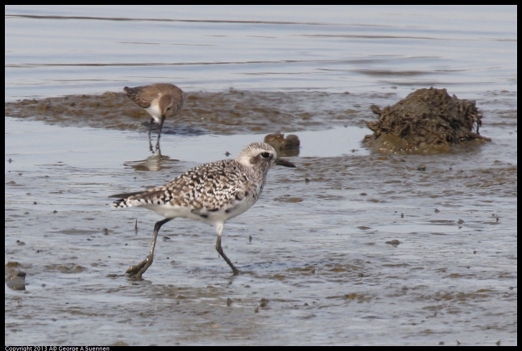 0216-133243-02.jpg - Black-bellied Plover