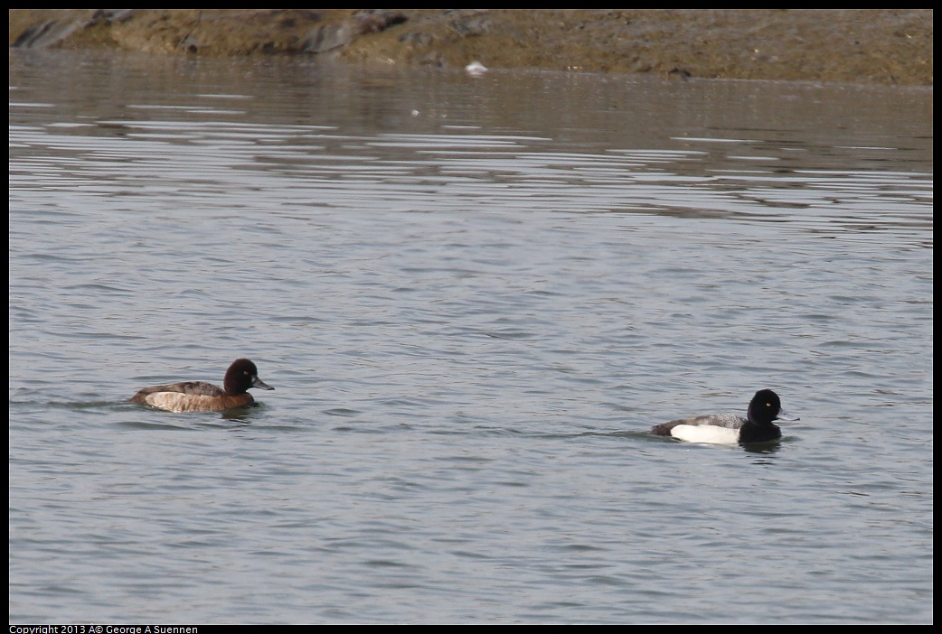 0216-133311-02.jpg - Lesser Scaup