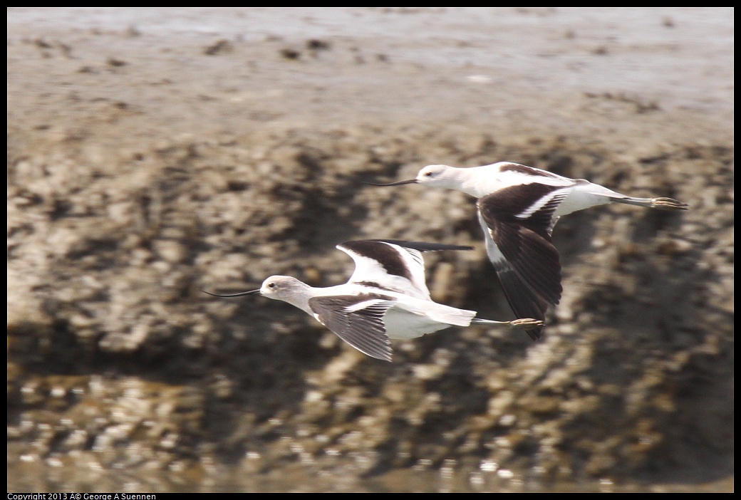 0216-133338-03.jpg - American Avocet