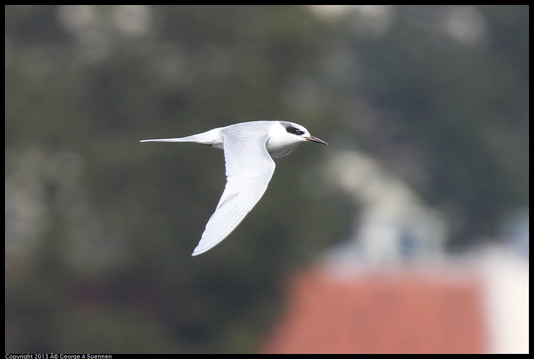 0216-133351-01.jpg - Forster's Tern