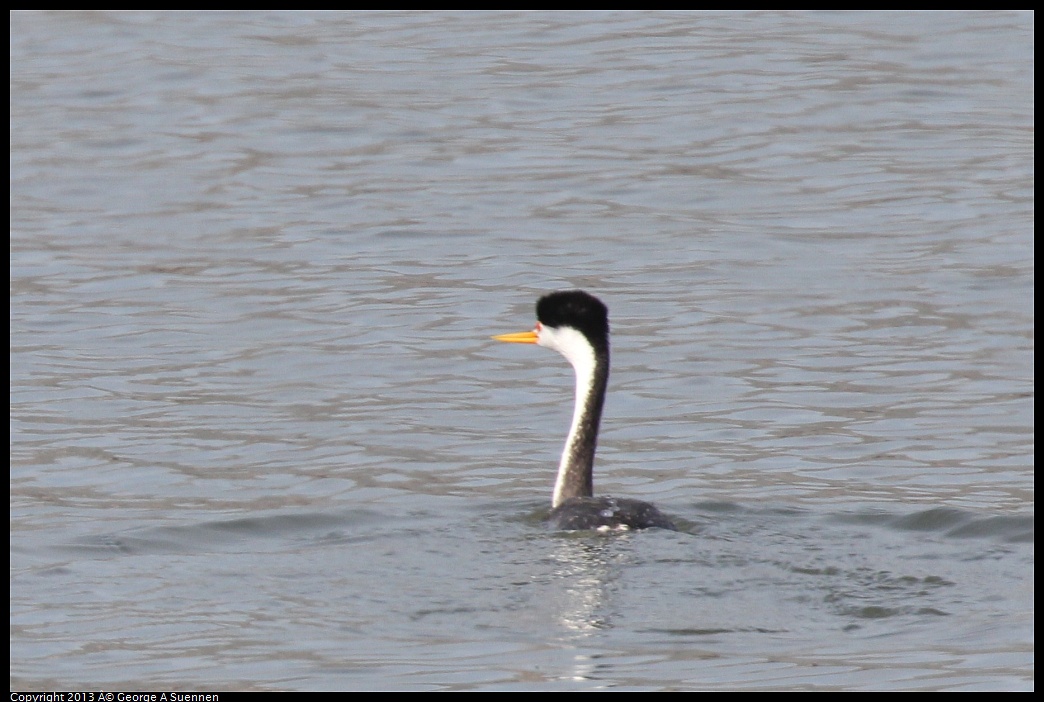 0216-133540-03.jpg - Clark's Grebe