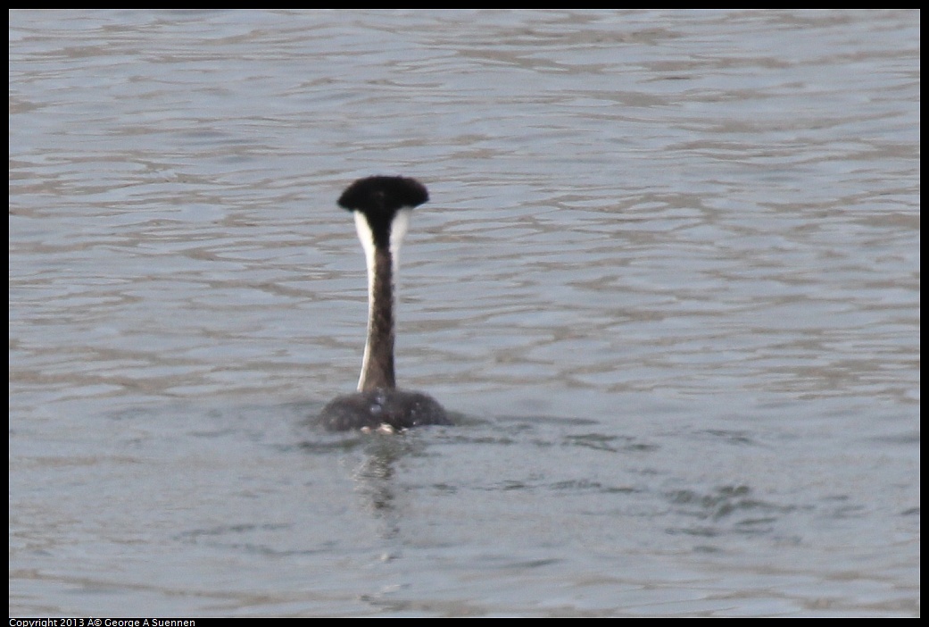 0216-133541-02.jpg - Clark's Grebe