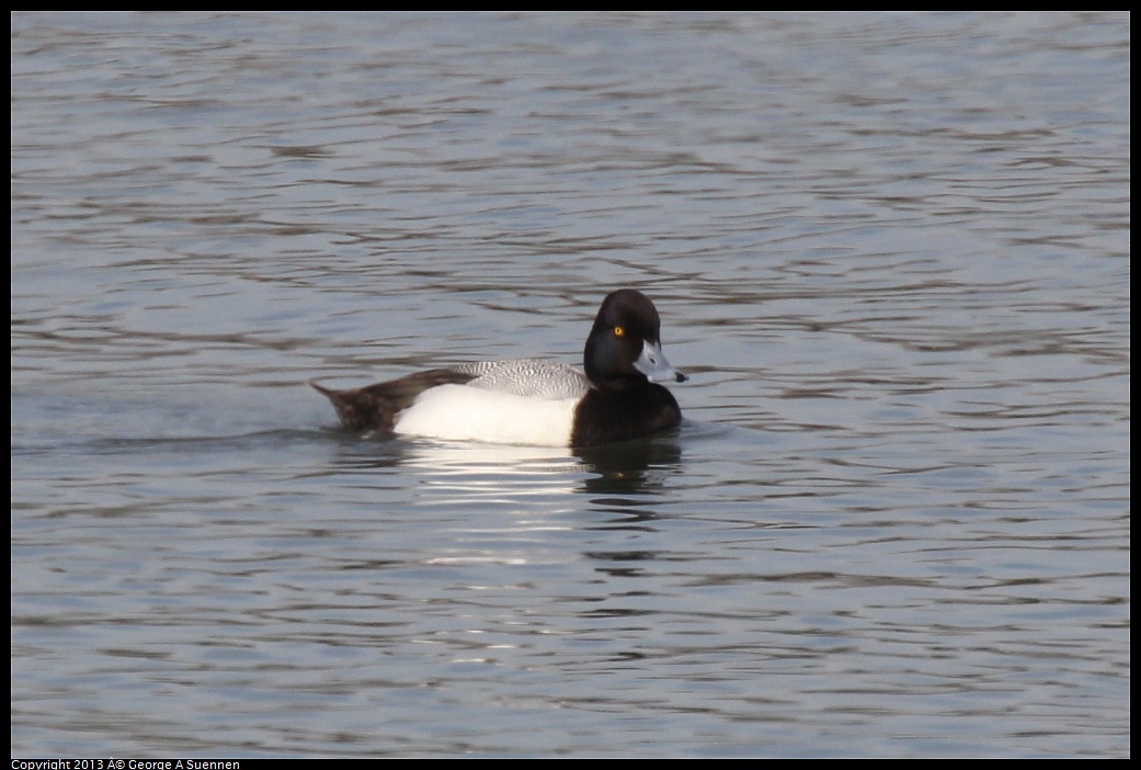 0216-133719-02.jpg - Lesser Scaup