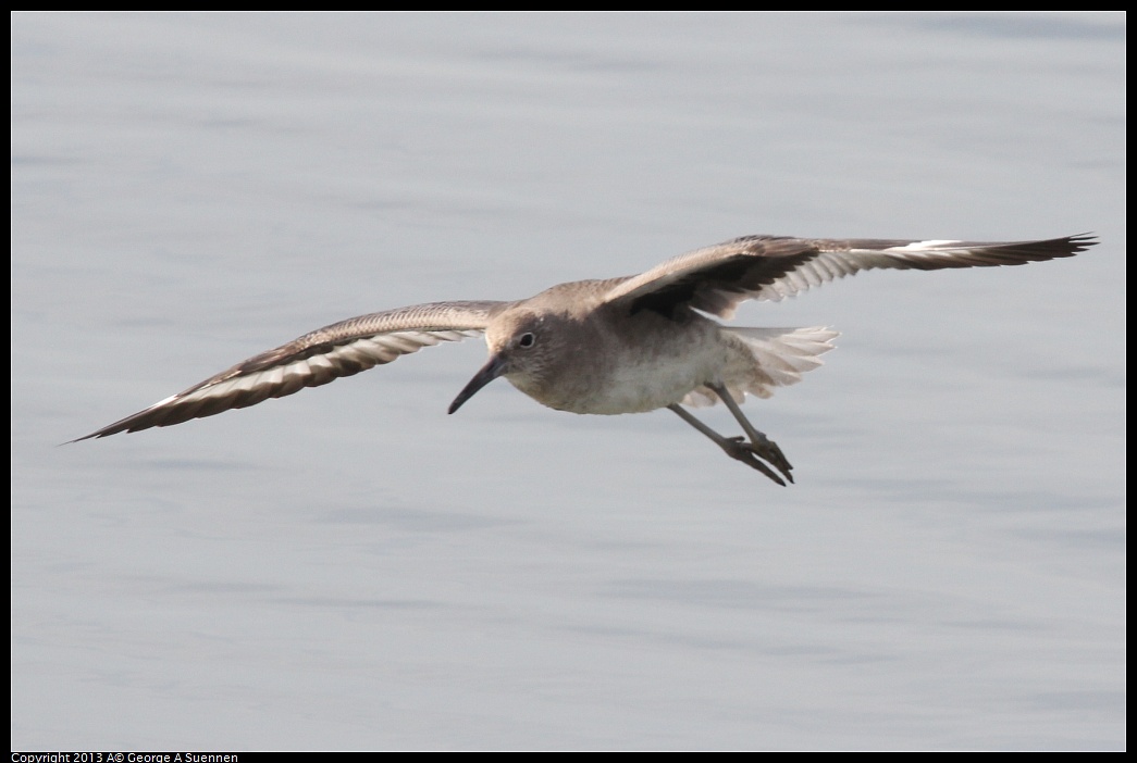 0216-133738-02.jpg - Willet