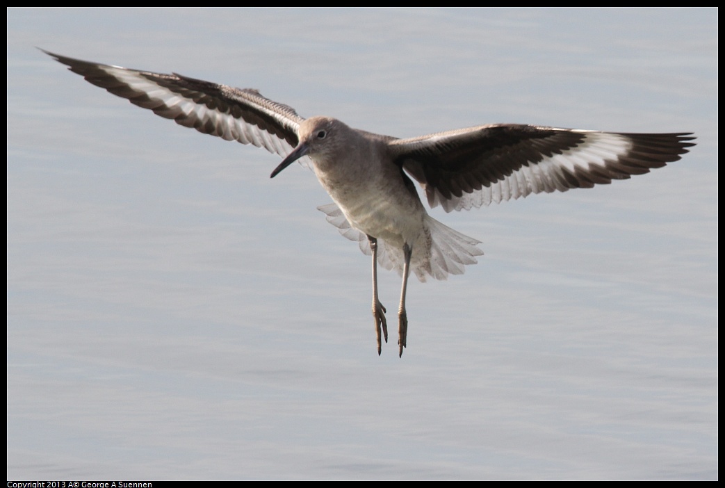 0216-133738-05.jpg - Willet