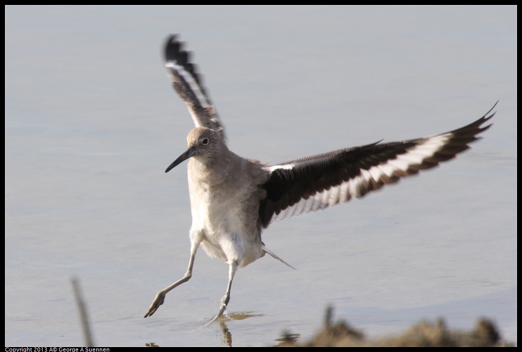 0216-133739-03.jpg - Willet