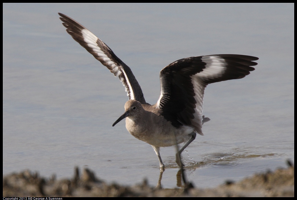 0216-133739-04.jpg - Willet