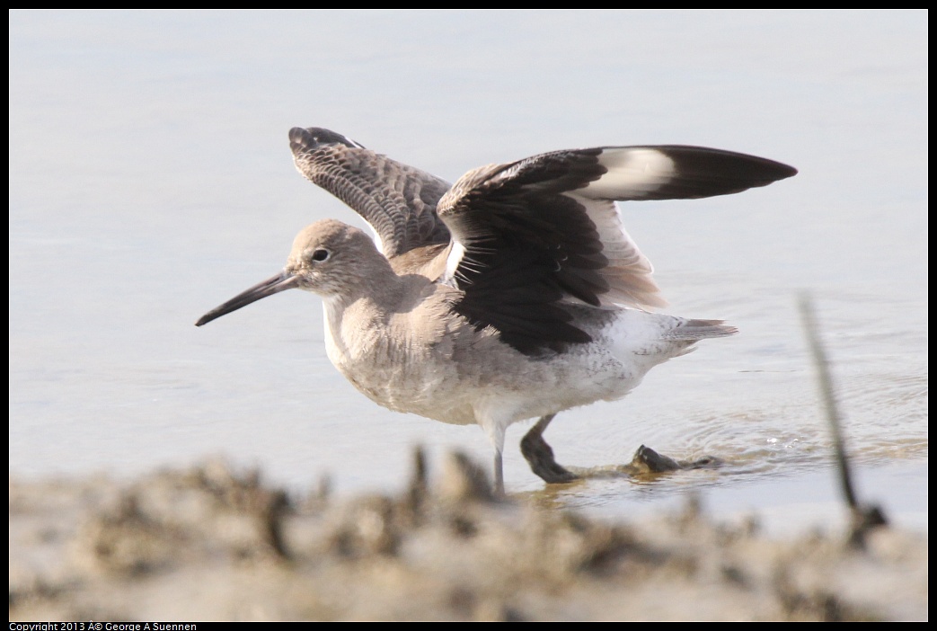 0216-133739-05.jpg - Willet