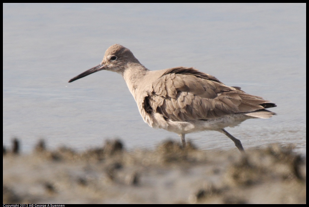 0216-133740-05.jpg - Willet