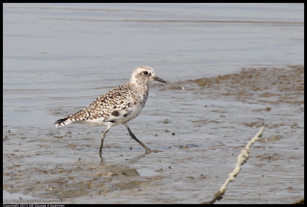 0216-134014-02.jpg - Black-bellied Plover