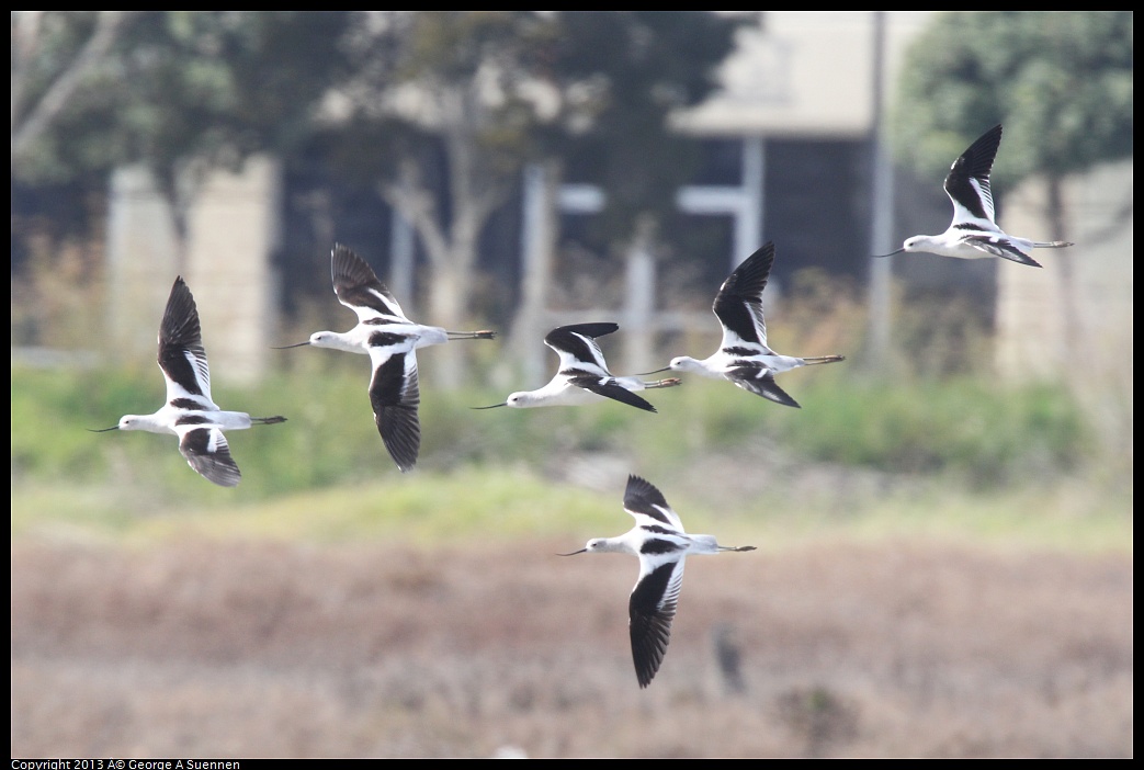 0216-134031-05.jpg - American Avocet