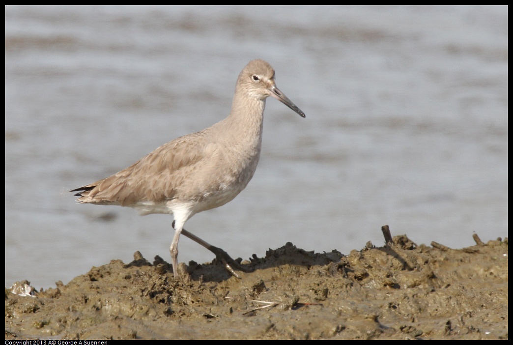 0216-134040-02.jpg - Willet