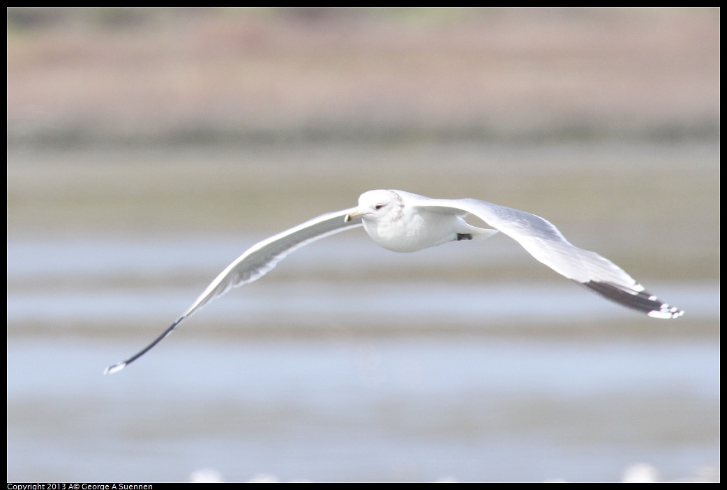 0216-134409-02.jpg - California Gull