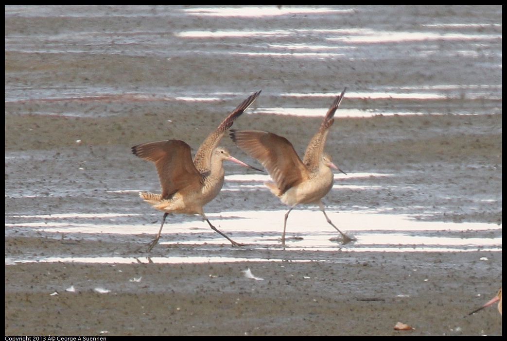 0216-135005-01.jpg - Marbled Godwit