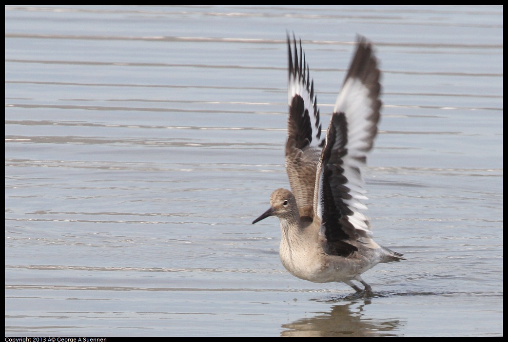 0216-135010-05.jpg - Willet