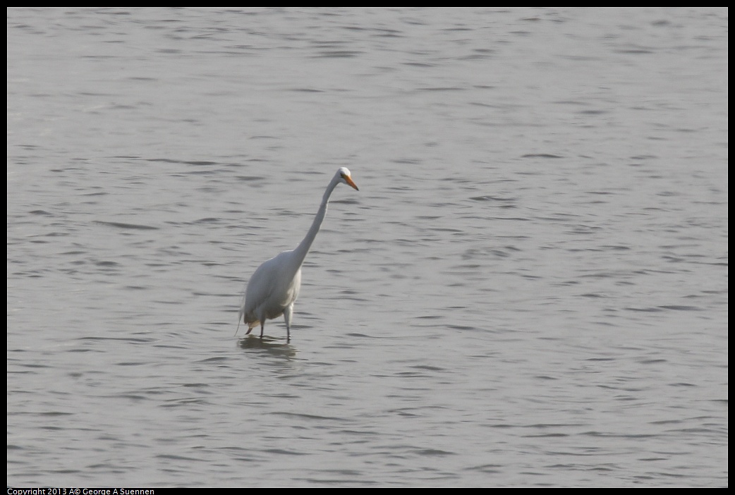 0216-135641-01.jpg - Great Egret