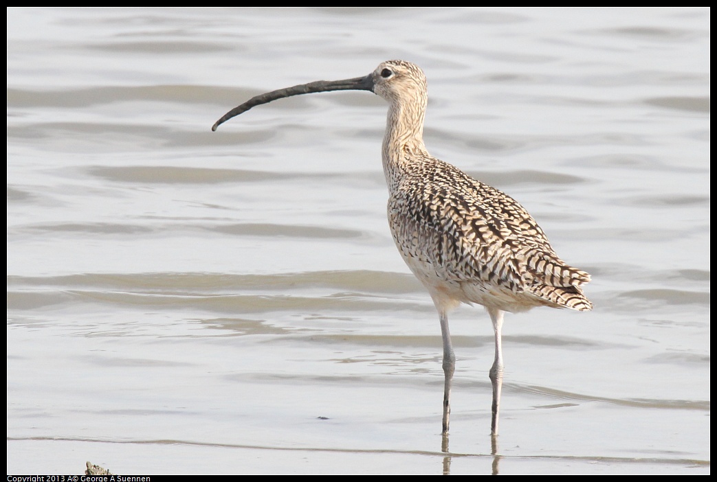 0216-135922-04.jpg - Long-billed Curlew