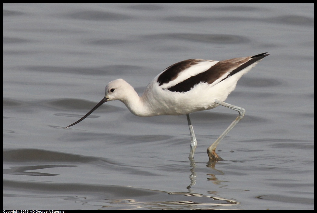 0216-135940-02.jpg - American Avocet