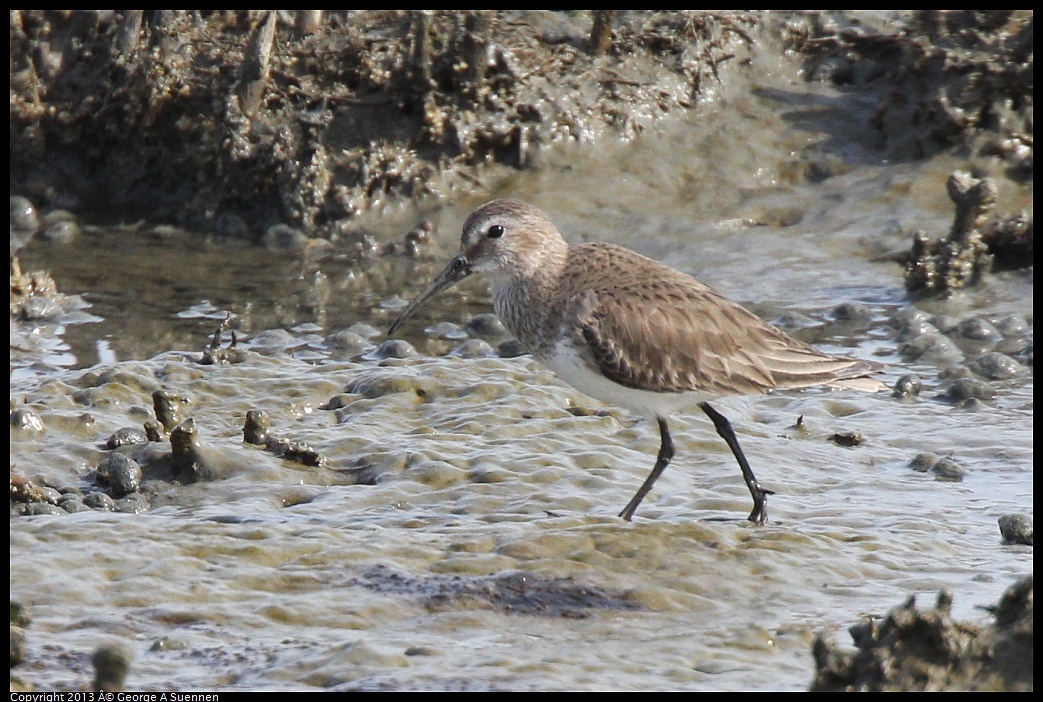 0216-140216-02.jpg - Dunlin