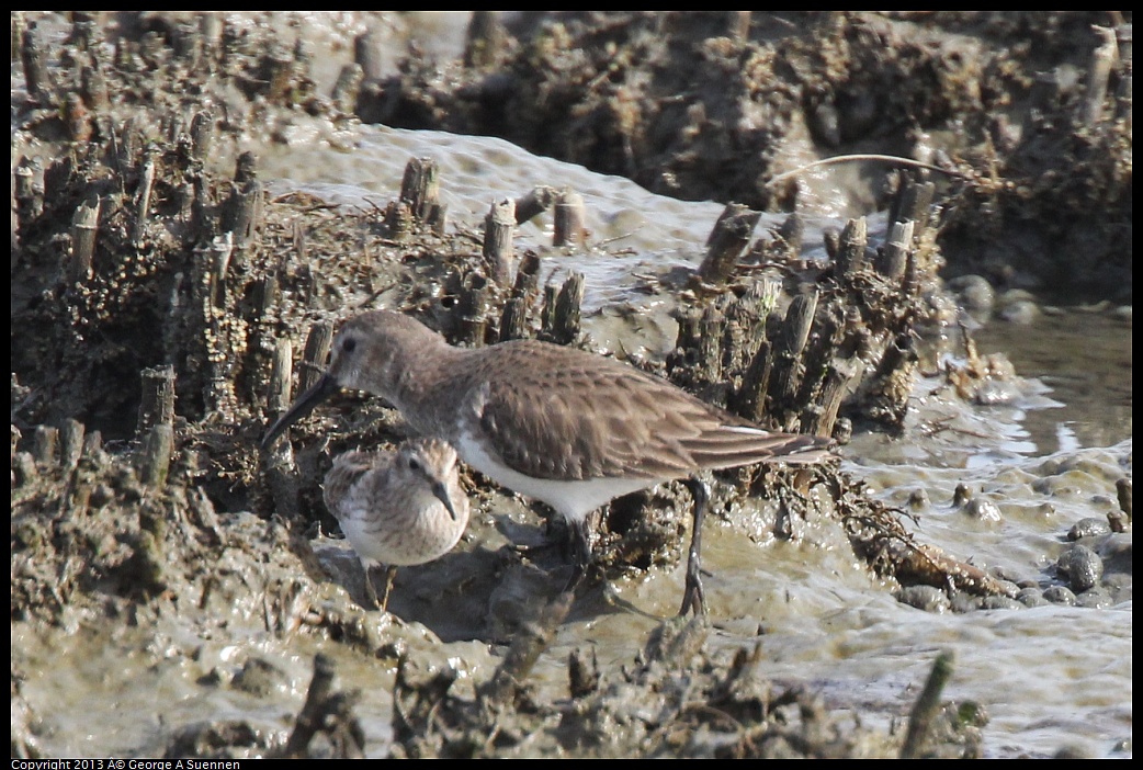 0216-140220-02.jpg - Dunlin and Lesser Sandpiper