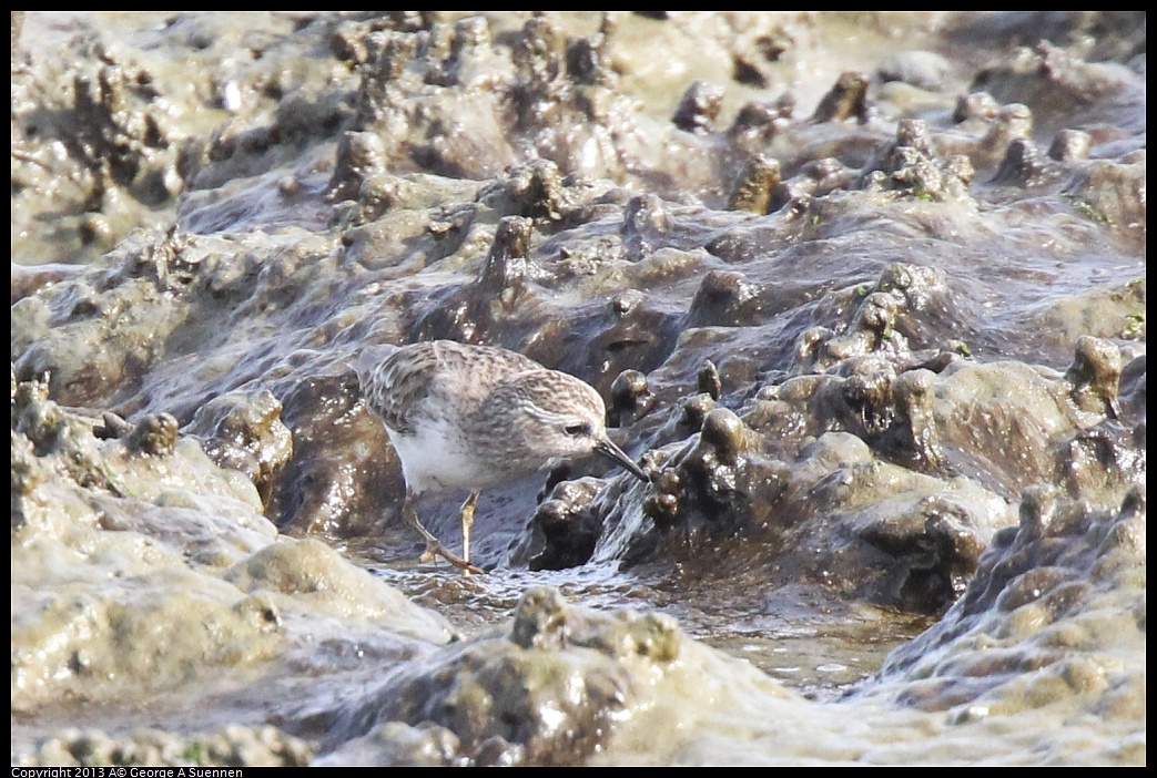 0216-140238-01.jpg - Lesser Sandpiper