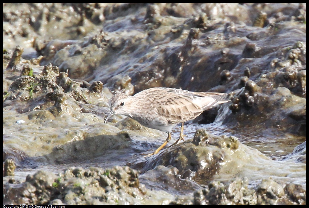 0216-140248-02.jpg - Lesser Sandpiper