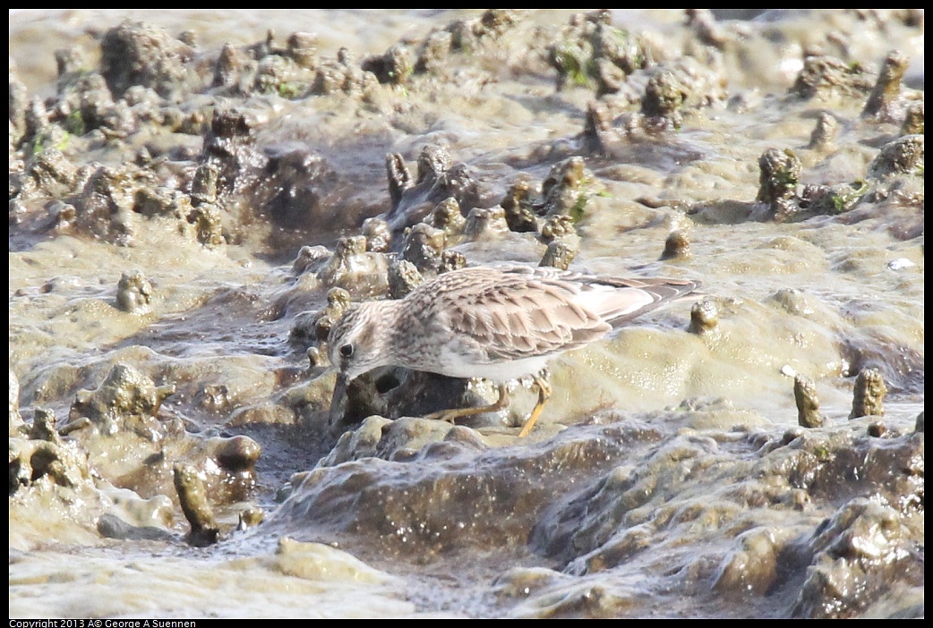 0216-140251-04.jpg - Lesser Sandpiper