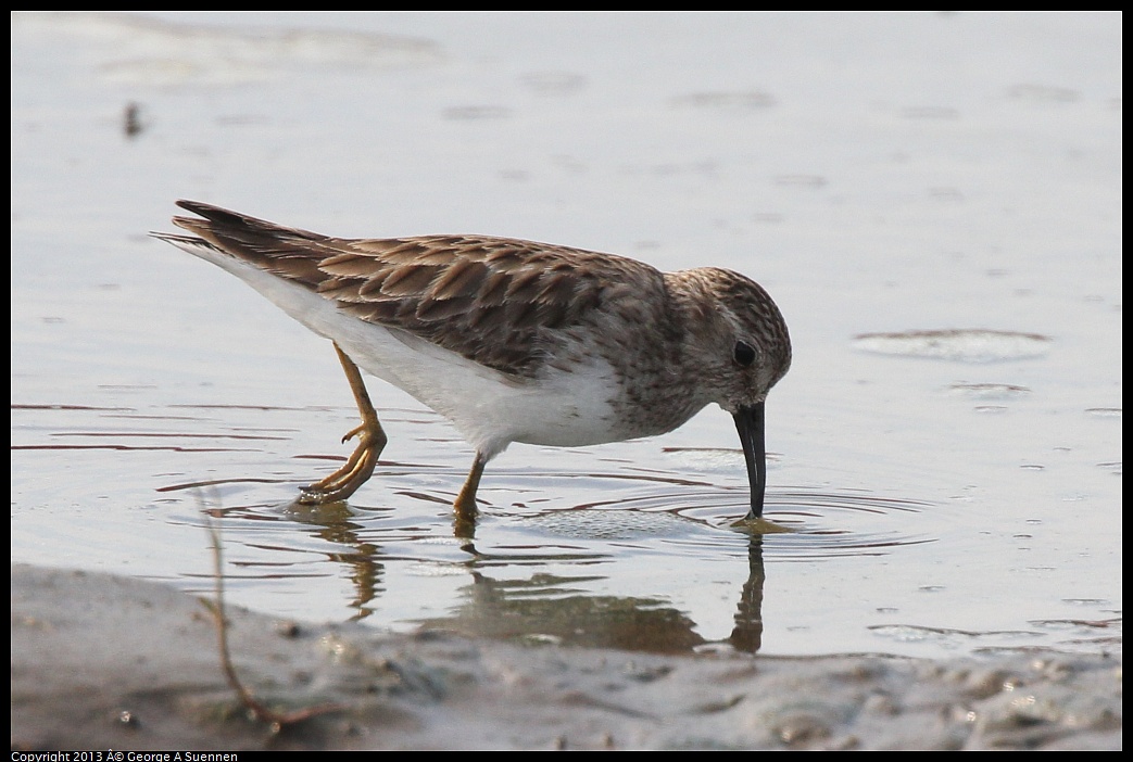 0216-140642-02.jpg - Lesser Sandpiper